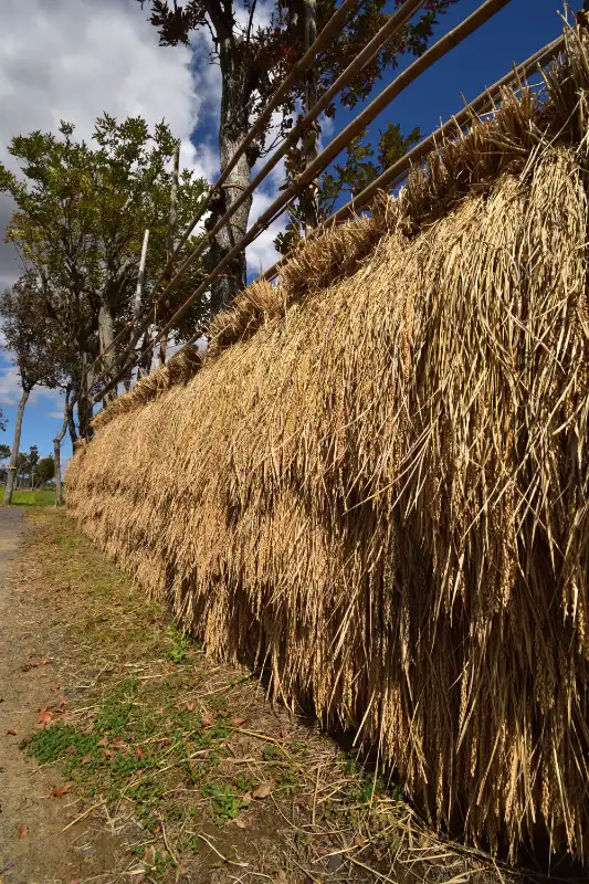 稲刈り後のイメージ写真