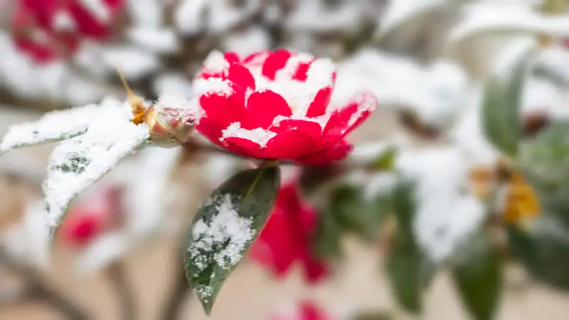 寒椿のイメージ